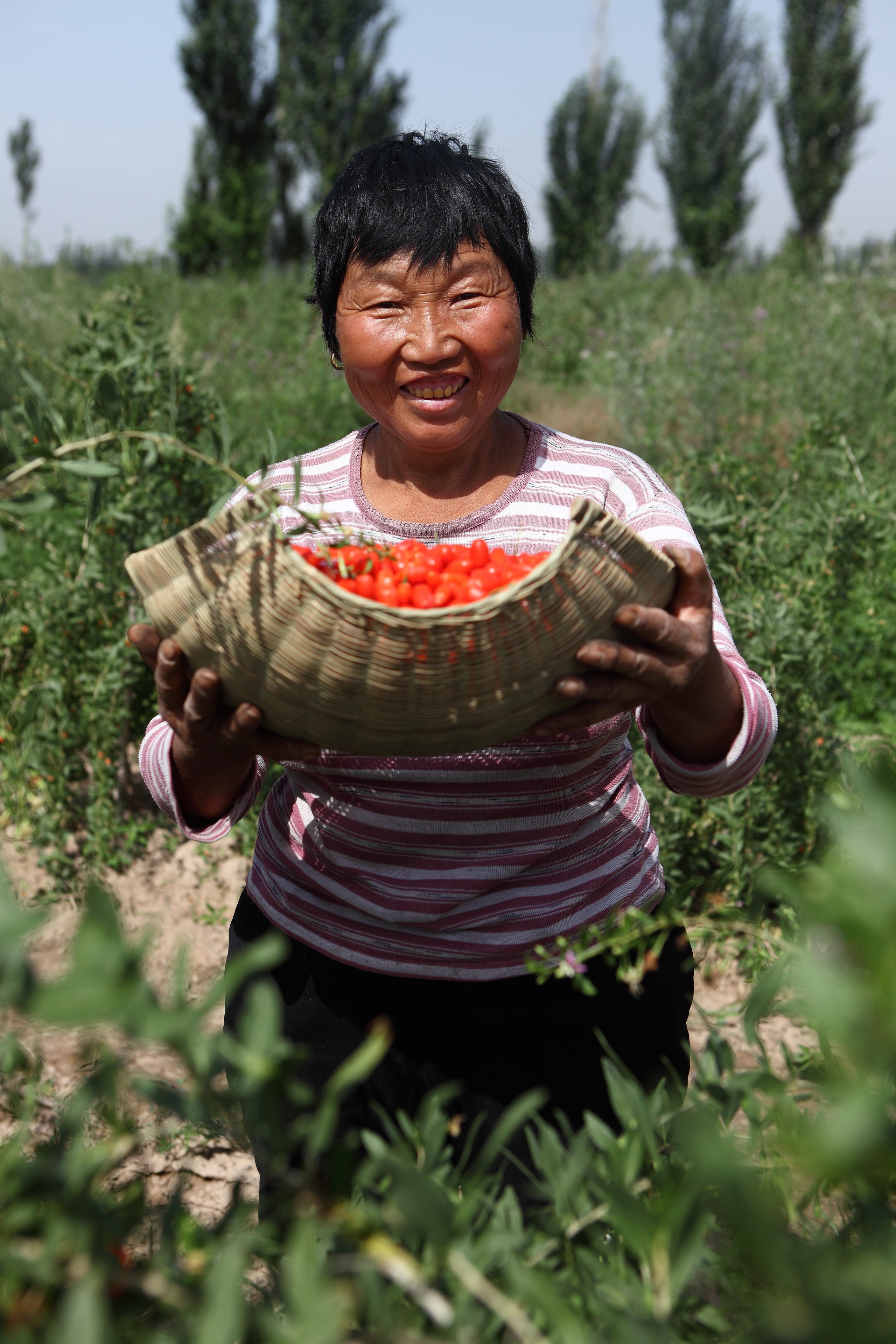 Qinghai Tibetan Plateau goji orchard