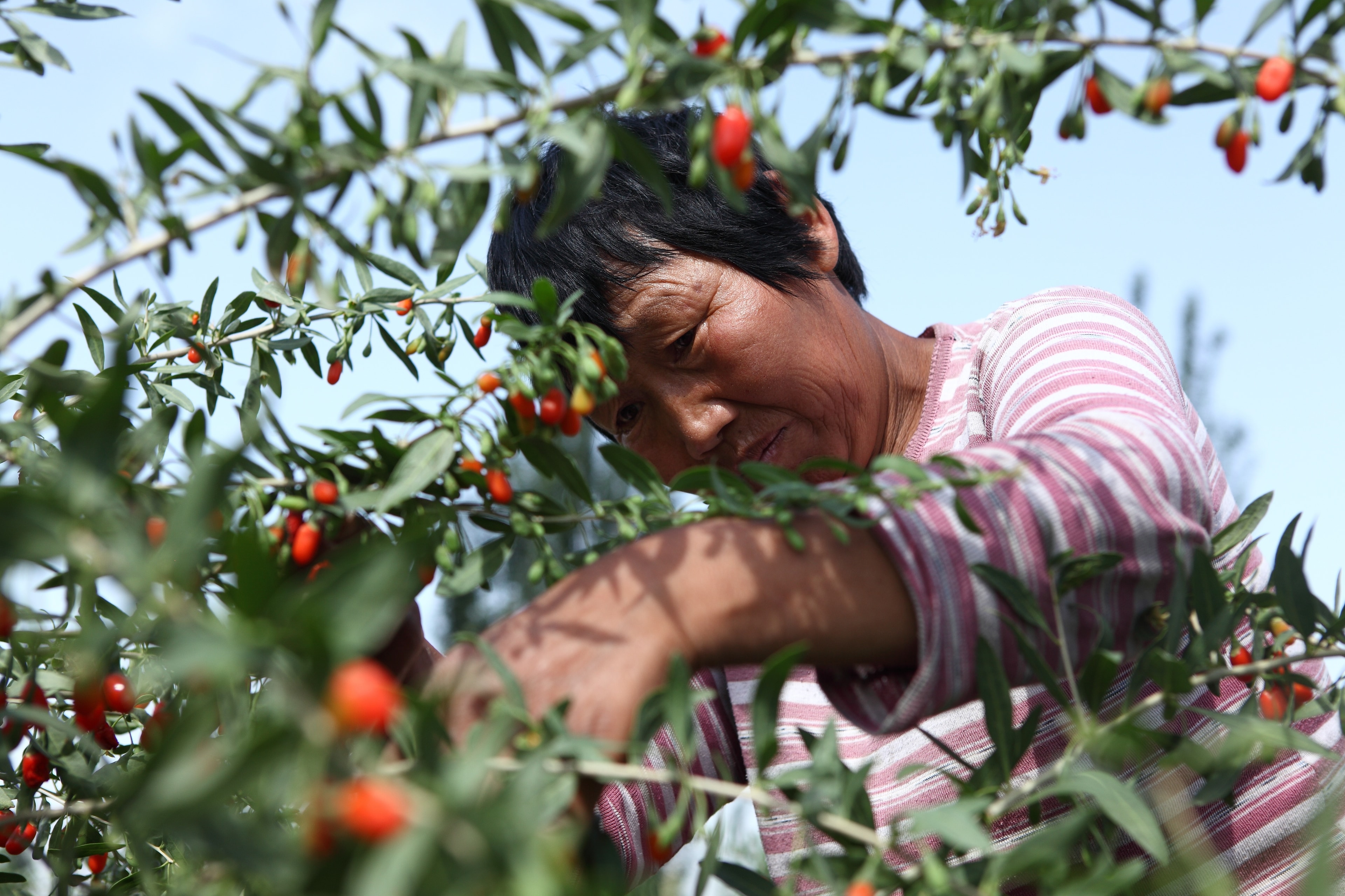 Local farm workers employed by gojix in Ningxia, China